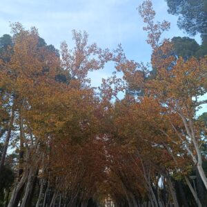 Audio Autoobservación y Relajación